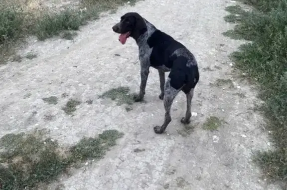 Найдена собака, Прямая ул. 25, Волгоград