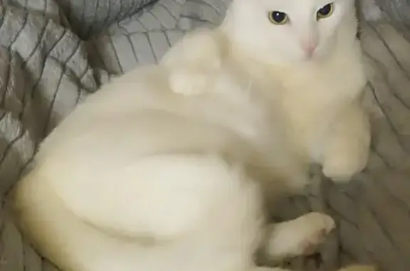 Пропал белый кот Снежок, Озёрная, Шарапово
