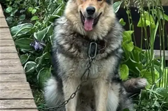 Найдена собака, 80Н-057, Акбердинский сельсовет