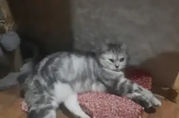 Кошки потеряшки, Курск, фото: Потеряшка кошка, Краснознамённая 20А, Курск