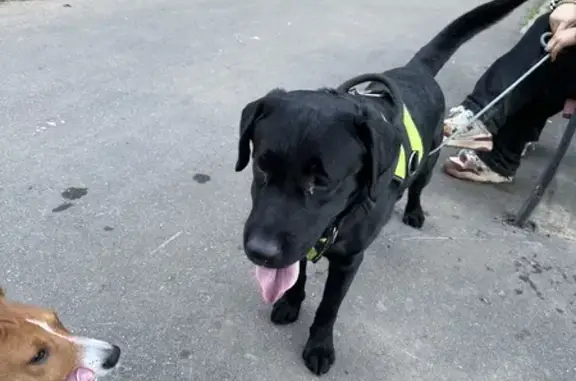 Найдена собака на Новочерёмушкинской, Москва