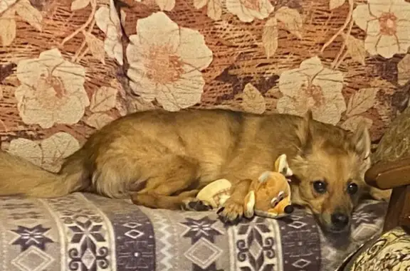 Пропала собака у МКАД, 104-й км, Москва