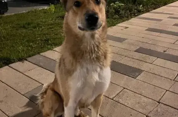 Рыжий пёс найден в ЖК Саларьево парк, ул. Щелкалова