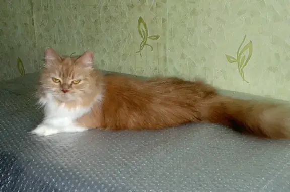 Пропала кошка Лиза, ул. Карла Маркса, 31