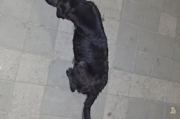 Найдена собака на Стасова, Краснодар