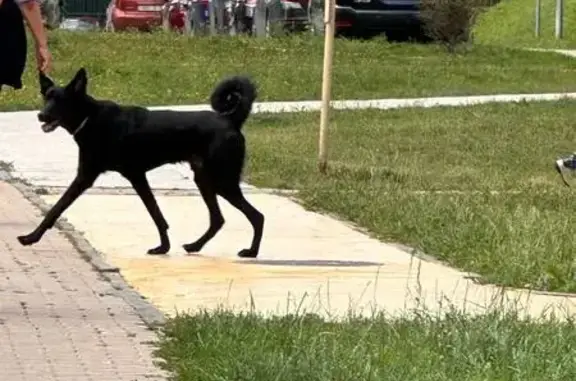 Найдена собака! Европейский бульвар, Ромашково