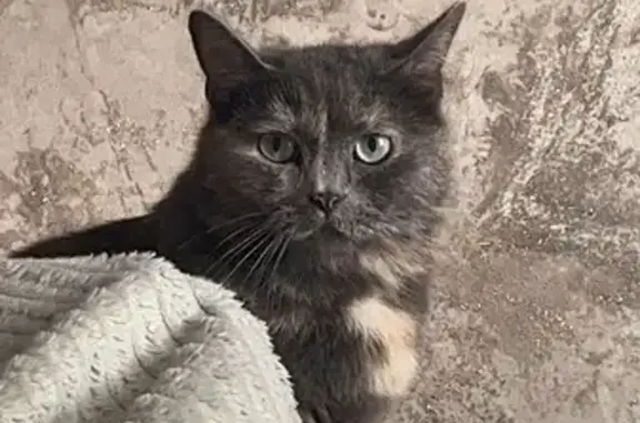 Пропала кошка на улице Сеченова, Воронеж