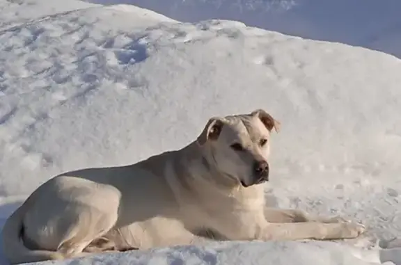 Собаки потеряшки, Селиверстово, фото: Потеряшка собака, Дачная ул., Селиверстово
