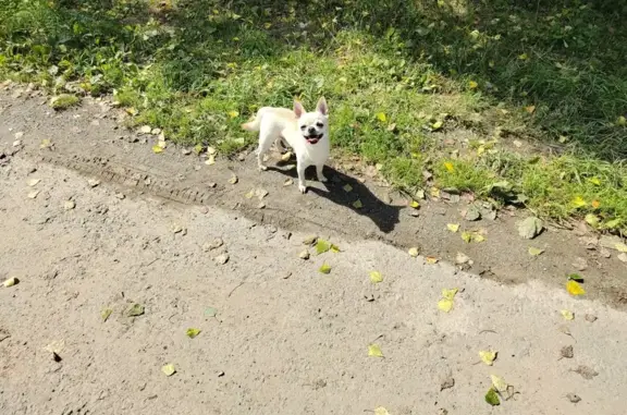 Найдена собака в Пашино, Северное кладбище