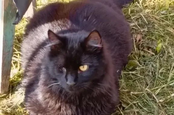 Пропала кошка на Водопроводной, 18, Щербинка