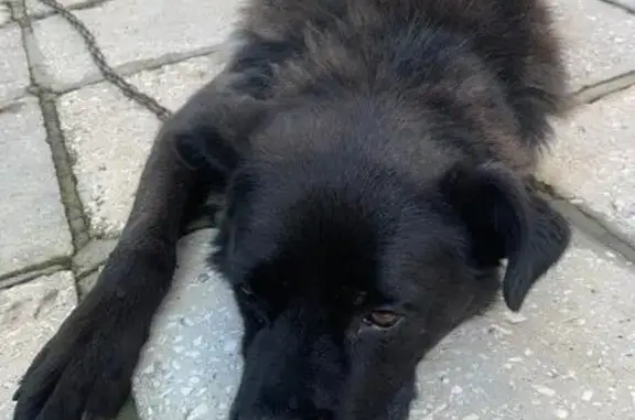 Пропала чёрная собака, Нагорная 17, Белоярский