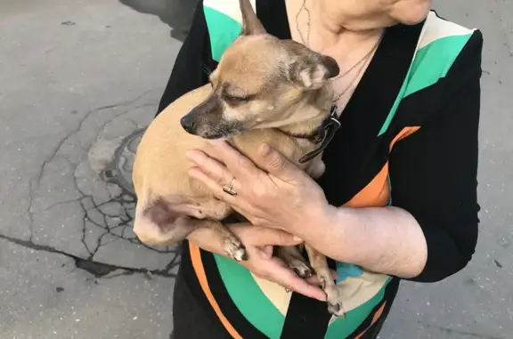 Найдена собака, ул. Плющева 15, Москва