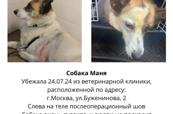 Пропала собака Маня, 1-й Электрозаводский, 2