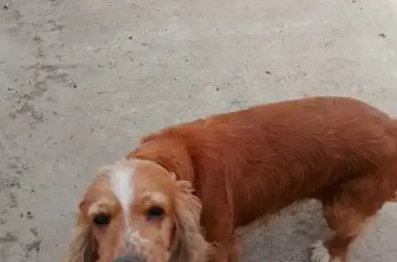 Пропала собака, Цветочная ул. 21, Южно-Кубанское