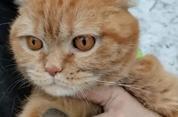 Пропал рыжий кот в Сметанино, Новокузнецк