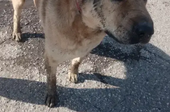 Найдена собака Алабай, Снежинский, Кемерово