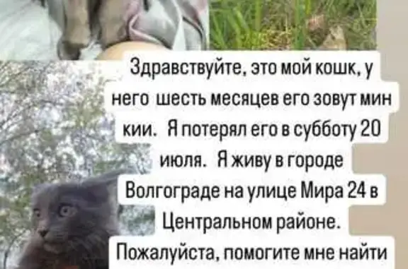 Пропала кошка, улица Мира, 24, Волгоград