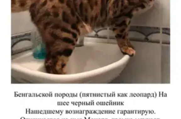 Пропал кот, Первомайское, Ленобласть