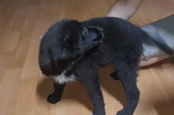 Найдена собака в Обнинске, Калужская область