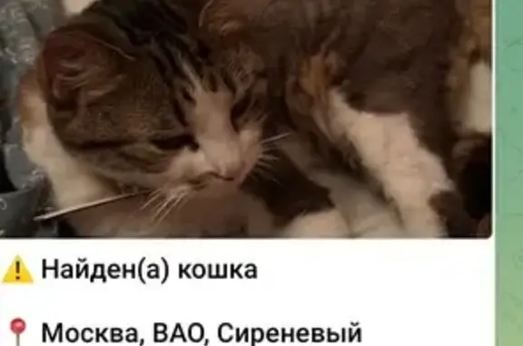 Найдена кошка, Москва (телефон на фото)