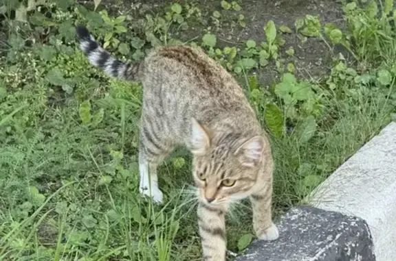 Найдена кошка, ул. Адмирала Макарова, Москва
