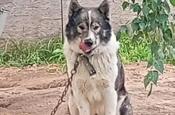 Найдена собака, Ключищи, фото: Найдена собака в Ключищах ☎ +7 904 662 1765