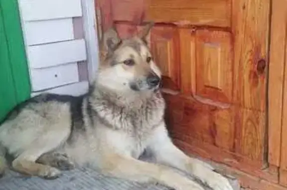 Найдена собака, Гарь, фото: Найдена собака, Солнечная ул., Кировская обл.