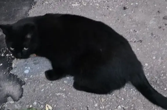 Найдена кошка: 1-й Краснокурсантский, Москва