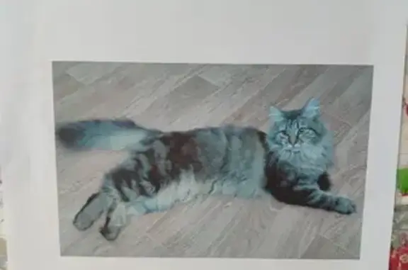 Пропала кошка, ул. Котлярова, 13, Краснодар