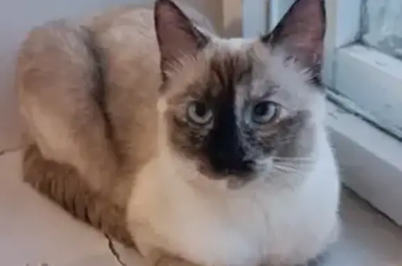 Кошки потеряшки, Смоленск, фото: Потеряшка кошка на ул. Гарабурды, 3, Смоленск