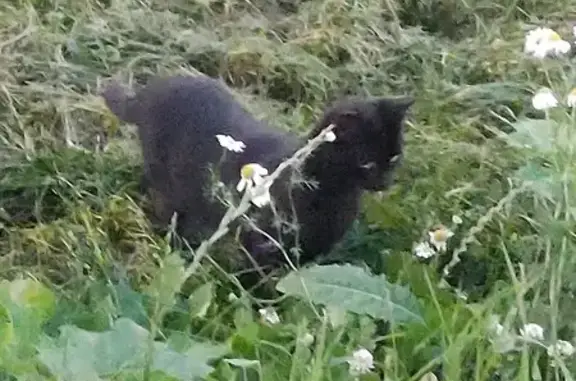 Найден черный котик, ул. Димитрова, СПб