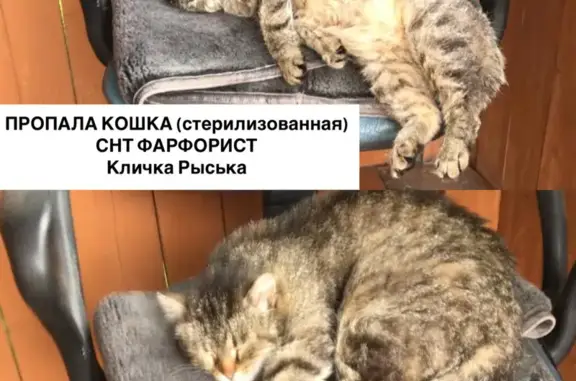 Пропала кошка Рыська, Прокопьевск, снт Фарфорист