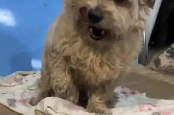 Найдена собака, , фото: Собака найдена у СНТ Уршак, предприятие Технология