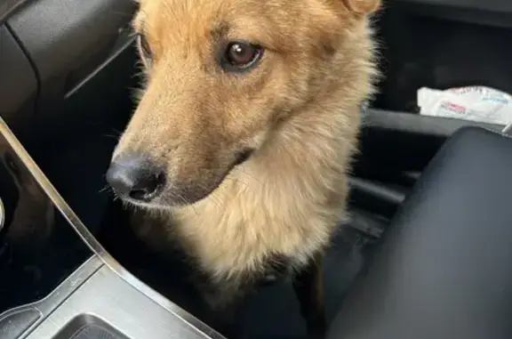 Найдена собака, , фото: Найдена собака на Советской улице, Авдон