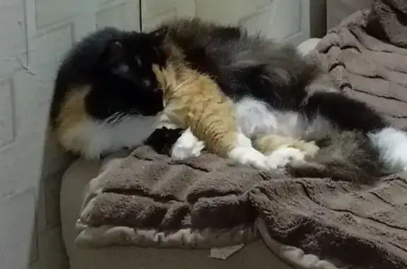 Объявления о пропавших и найденных животных, Смоленск, фото: Пропала кошка на улице Ломоносова, 21А