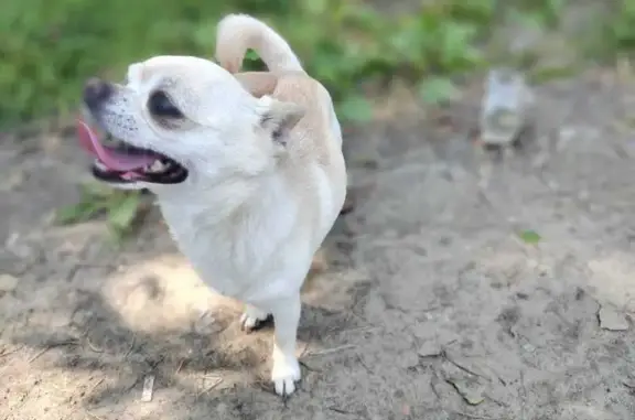 Пропала собака, Новосибирск, Чихуахуа