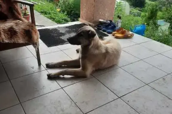 Найдена собака - Уриковское с.п., Иркутск. обл.