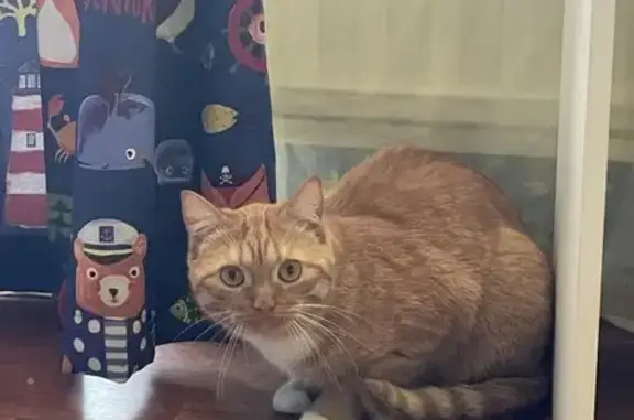 Кошки потеряшки, Санкт-Петербург, фото: Потеряшка кошка, Воронежская ул., 86, СПб