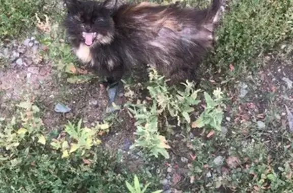 Найдена трёхцветная кошка, Омск, Шебалдина