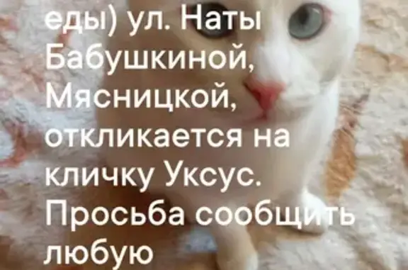 Пропала белая кошка, ул. Н. Бабушкиной, 14
