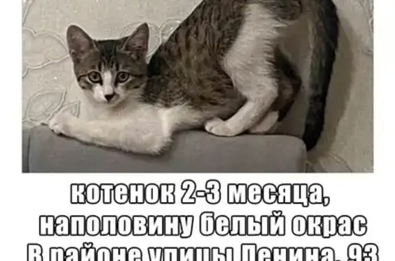 Пропала кошка на Халтурина, 2Б, Ижевск