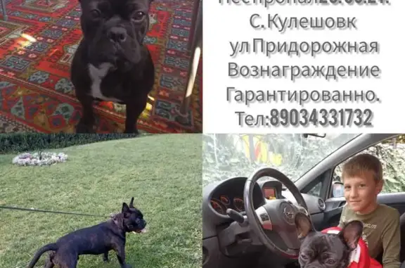 Пропала собака, Придорожная ул., Кулешово