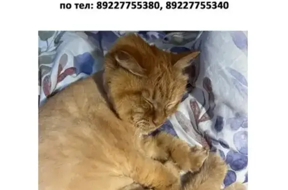 Пропала кошка, улица Мира, 48Б, Нижневартовск