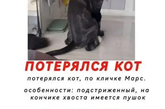 Пропала кошка, ул. Военных Строителей, Севастополь