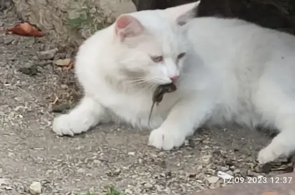 Пропала кошка, ул. Зои Жильцовой, Крым