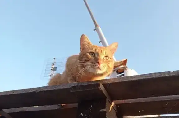 Пропала рыжая кошка, Заречная, Новомичуринск