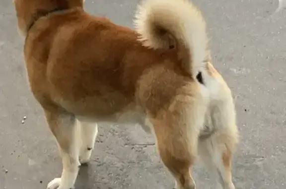 Найдена собака у Саратовская ул., 11 с2, Москва