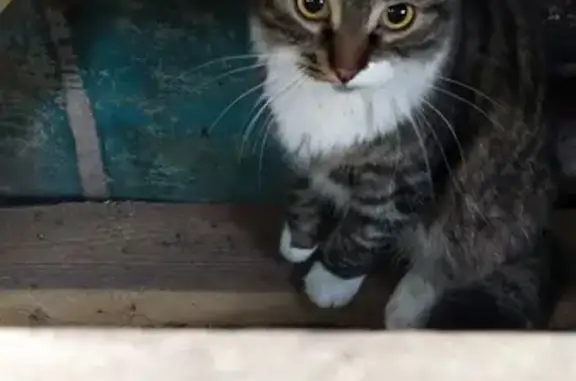 Пропала кошка Боня, Колтушское поселение