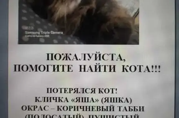 Пропала кошка, ул. Воровского, 123, Киров