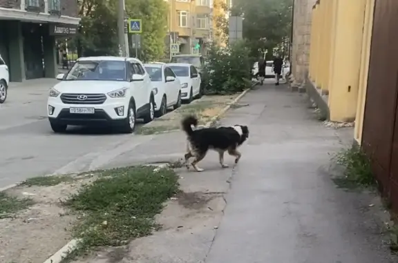 Найдена собака на Большой Садовой, Ростов-на-Дону